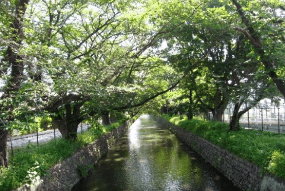 木々の緑に囲まれた玉川上水